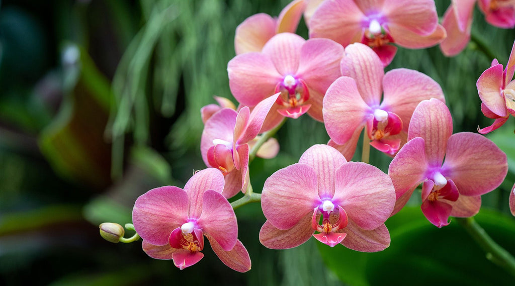 Les différentes variétés de fleurs et leurs significations