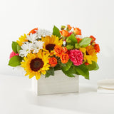SUN DRENCHED BLOOMS