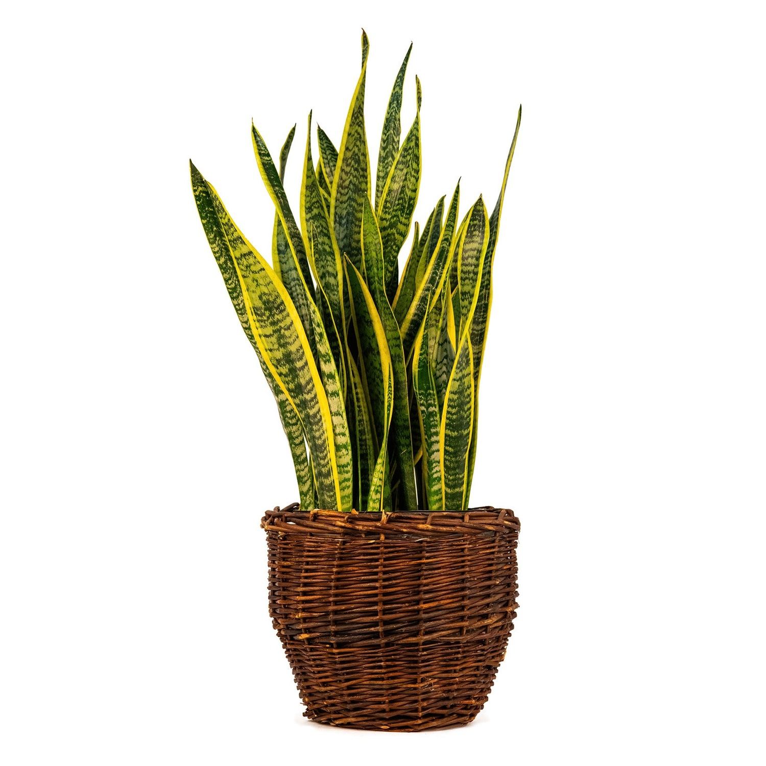 SANSEVIERIA LAURENTII