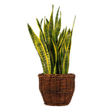 SANSEVIERIA LAURENTII