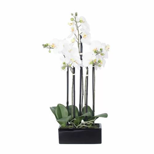 ORCHIDÉES PHALAENOPSIS
