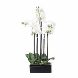ORCHIDÉES PHALAENOPSIS