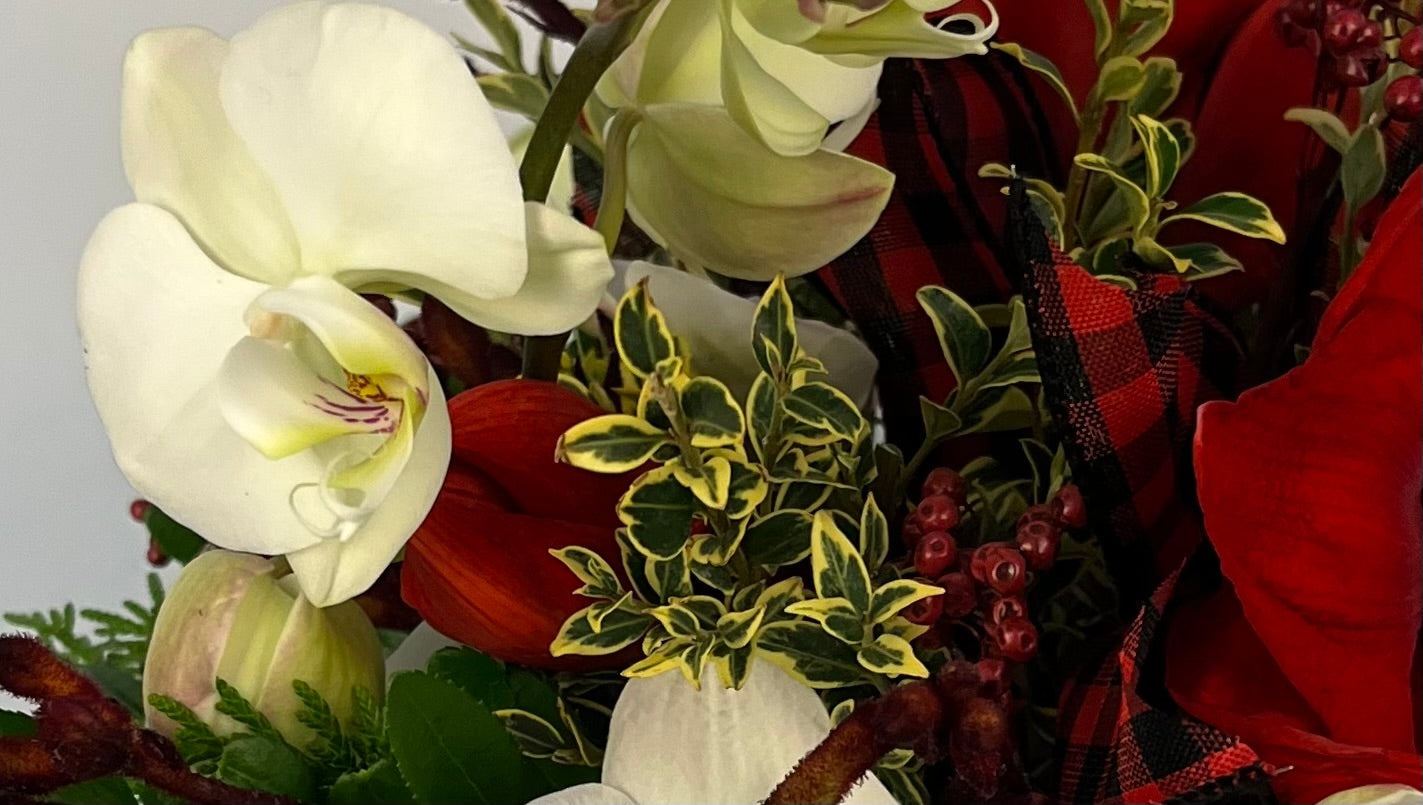 DÉLICES D'ORCHIDÉES