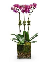 ORCHIDÉES PHALAENOPSIS