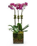 ORCHIDÉES PHALAENOPSIS