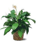 SPATHIPHYLLUM lys de paix