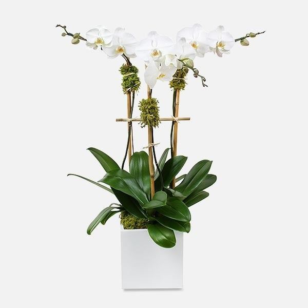 ORCHIDÉES PHALAENOPSIS