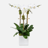 ORCHIDÉES PHALAENOPSIS