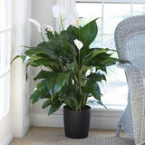 PLANTE SPATHIPHYLLIUM LYS DE LA PAIX