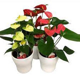 ANTHURIUM