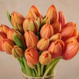 TULIPES RAYONNENTS / 20 tiges
